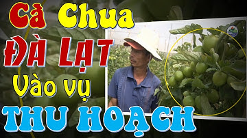 CÀ CHUA - ĐÀ LẠT vào vụ THU HOẠCH - Đơn Dương - Đà Lạt (Lâm Đồng) - TO 383 sai quả và khỏe cây
