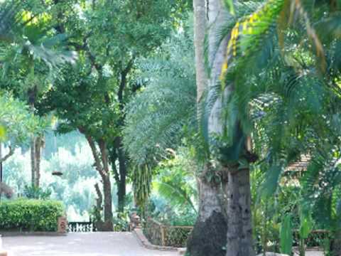 fortunate leaves.wmv