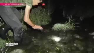 Как поймать рыбу голыми руками Как поймать рыбу голыми руками
