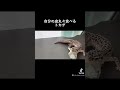 自分の皮をまるまる食べるトカゲ🦎