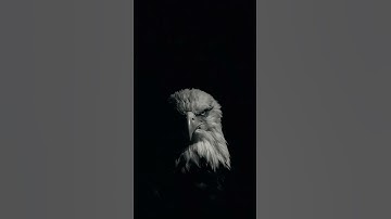 Rise Up - CHR [Official Music Video]