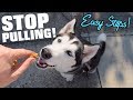 STOP Your Husky From Pulling On The Leash! (Easy Steps To A Smooth Walk) STOP Your Husky From Pulling On The Leash! (Easy Steps To A Smooth Walk)