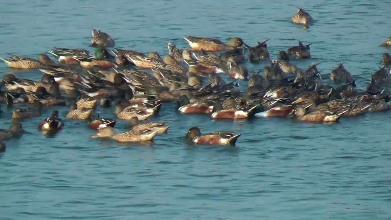 琵嘴鴨集團繞圈覓食-雁鴨科-嘉義東石鰲鼓濕地-洪惠璟攝-201701101607