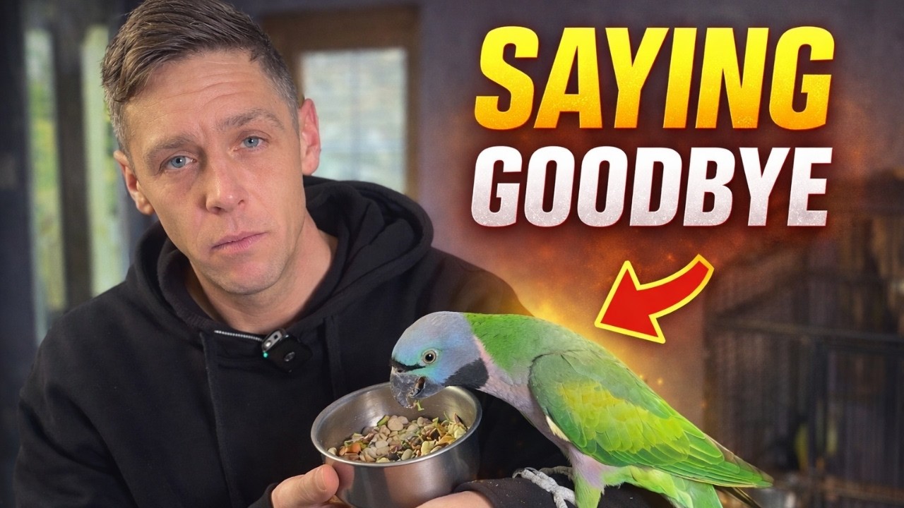 Почему мне пришлось отдать своего попугая в другую семью