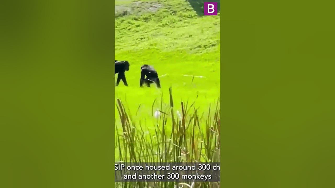Moment chimp caged for 29 years sees sunlight for first time ever in
