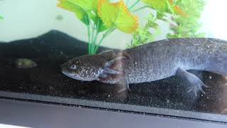 Taylor Nicole Dean Giving All My Animals Their Dinner Daily Routine