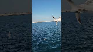 Finding peace in the stillness #awaisonic #dohaport