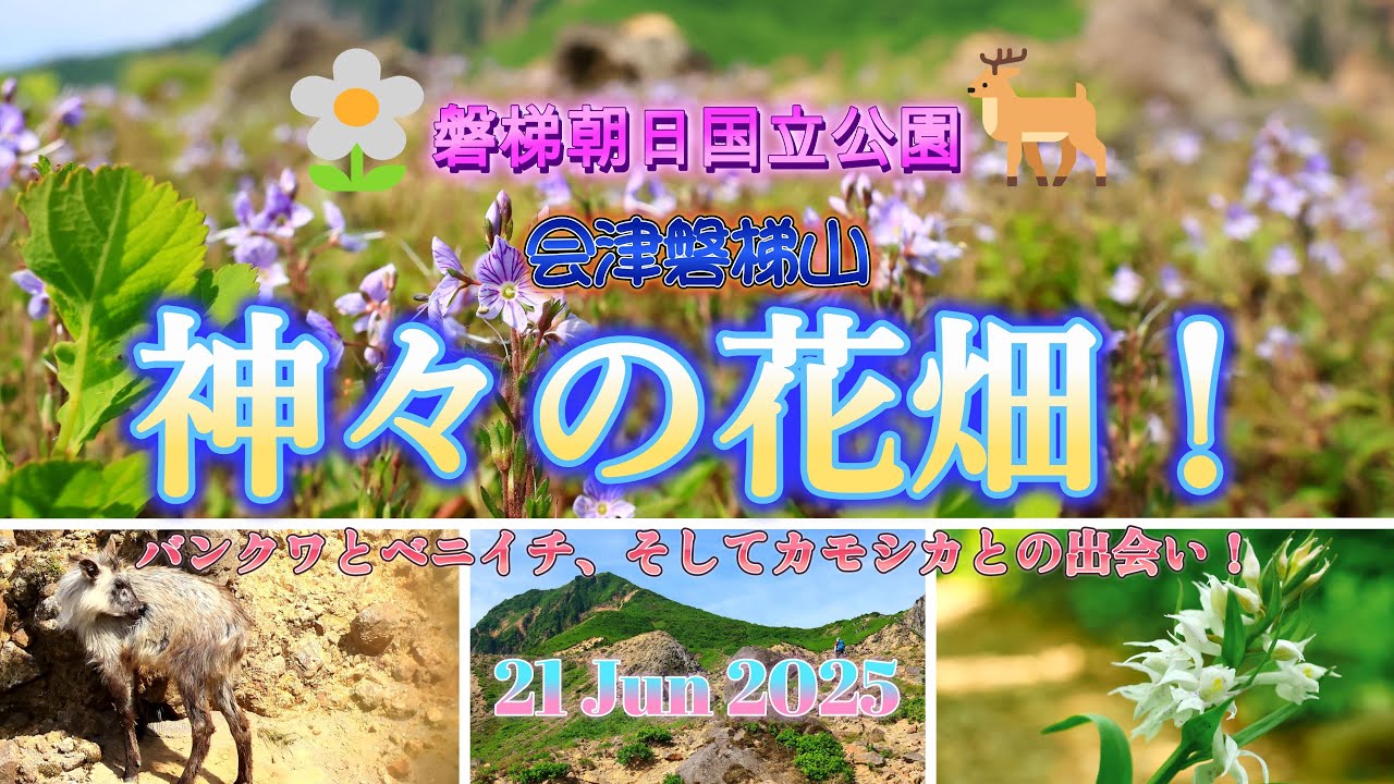 神々の花園　磐梯山花紀行2025！