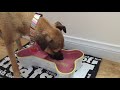 Annie the rescue pup