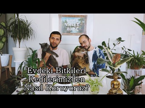 Video: Bitkileri Kedilerden Koruma - Kedileri Ev Bitkilerinden Nasıl Uzak Tutarsınız