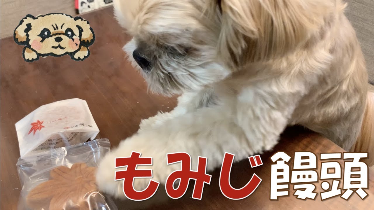 本物そっくり もみじ饅頭を初めて食べる犬 チワワ シーズー Youtube