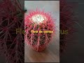 fleur de cactus