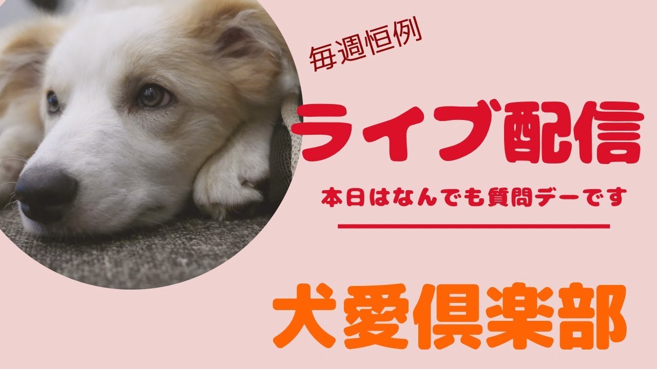 日曜定例ライブ4月12日 何でも質問デーです