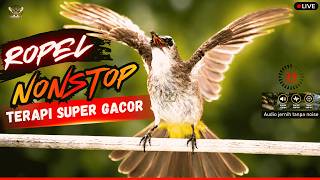 🔴 TRUCUKAN GACOR ROPEL PANJANG! SUARA JERNIH AMPUH BUAT PANCINGAN TRUCUKAN BAHAN CEPAT NYAUT GARUDA