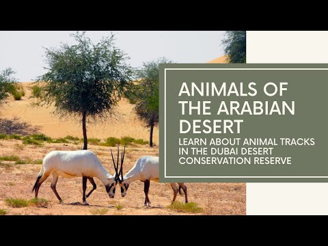 Animals of the Arabian desert – learn about animal tracks in the Dubai Desert Conservation Reserve