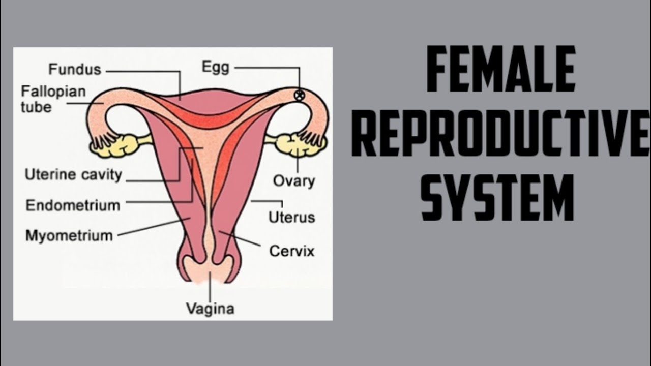 Female Parts Of Reproductive System Female Reproductive System Image Diagram Stock Photo