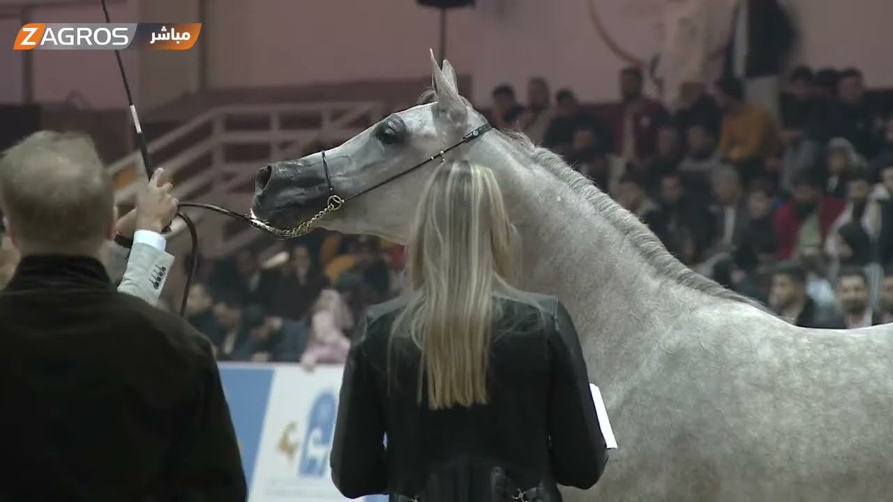 مباشر.. فعاليات مهرجان سومر الدولي للخيول العربية في أربيل
