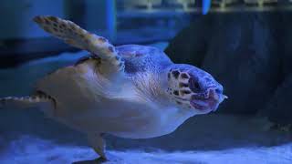 Aqarium Pula Promo video 2023 screenshot 3