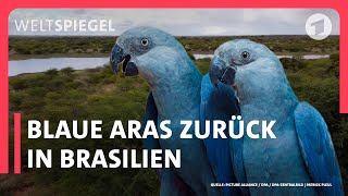 Brasilien: Erfolgreiche PapageienAuswilderung