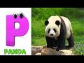 A for Apple Song | Phonics for Kids | ABC Song for Kids | Alphabet Letters