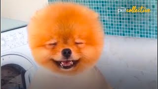 These Perfect Pomeranians Will Make You Smile