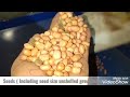 Koyana groundnut processing shelling plant