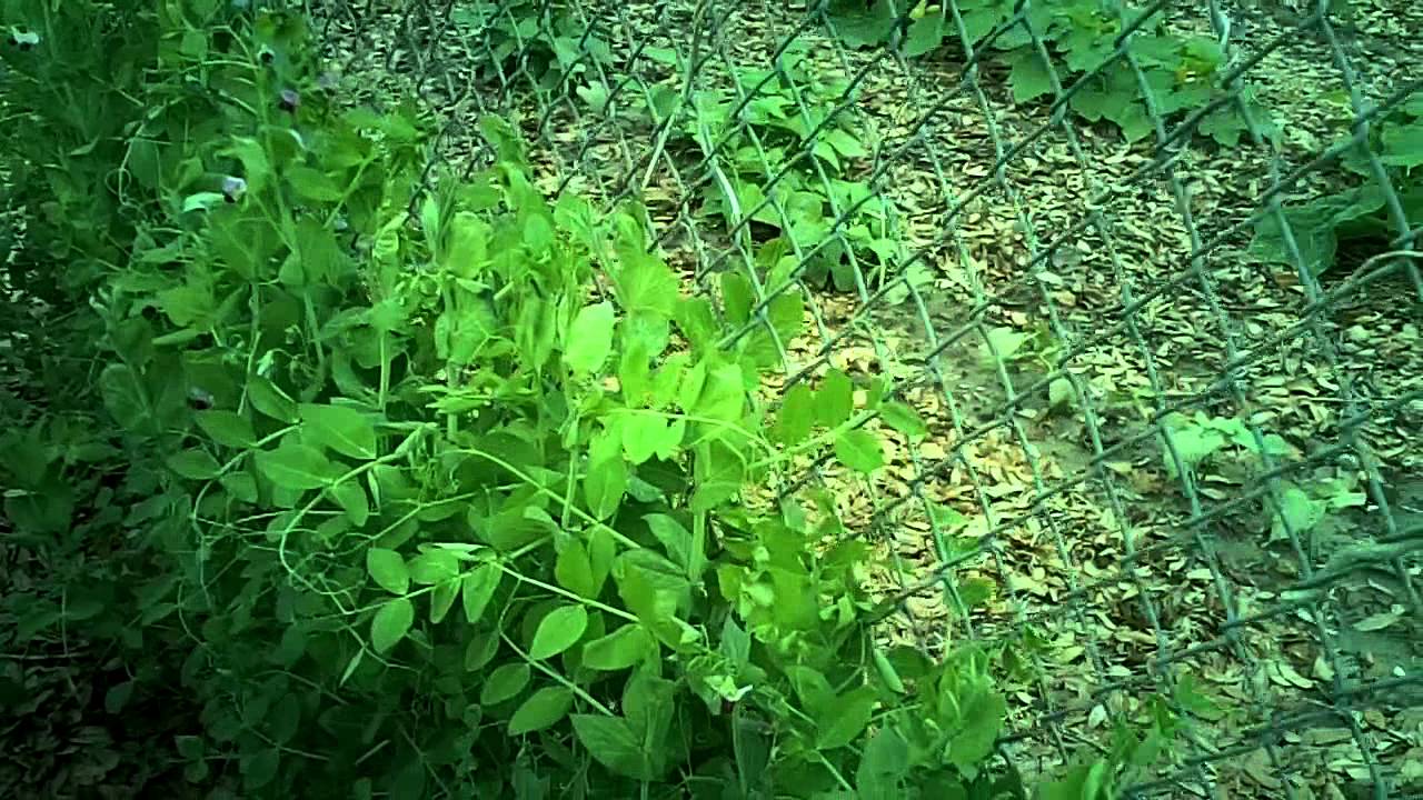 brads south texas garden with oak leaf mulch YouTube