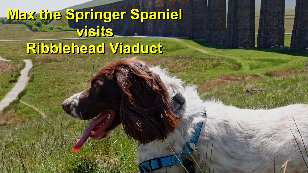 Ribblehead Viaduct with Max the Springer Spaniel