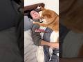 金縛りの正体... #柴犬 #shorts