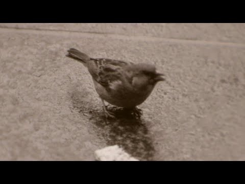 Unusual Birds