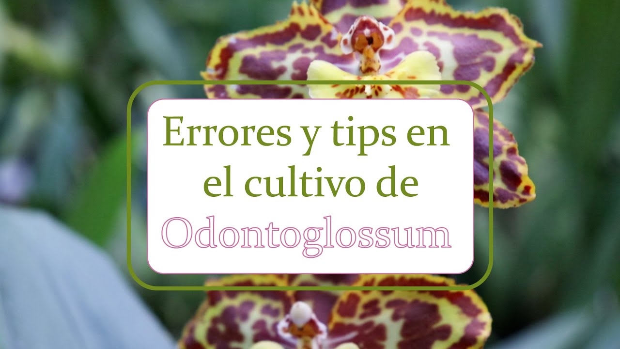 Errores y tips en el cultivo de orquídeas Odontoglossum | Alma del bosque
