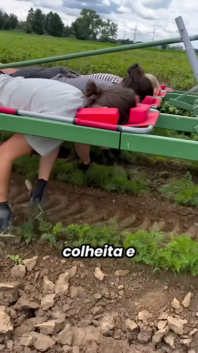 Trabalhadoras criam invenção que facilita a colheita e protege as costas 🌱💪