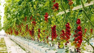 Amazing Hydroponic Tomatoes Farming Technology in a Greenhouse || Modern Agriculture Technology