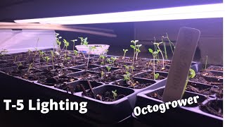 T-5 Lighting | Octogrower