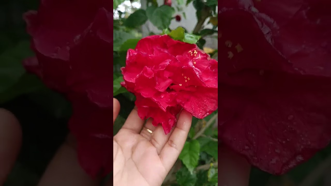 My first video.Hibiscus variety🌺🌺