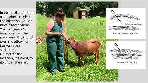Subcutaneous Injection: Sheep, Goats, Alpacas and Llamas