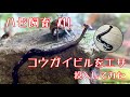 【ハゼ飼育】#11 ハゼ飼育水槽にコウガイビル(ヒルではありません)を餌として投入して見た結果…【エサやり】