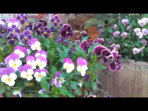 ゆりかごのうた 由紀さおり 童謡