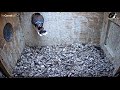 Cornell American Kestrel Cam - The last Kestrel chick fledges 6.23.19