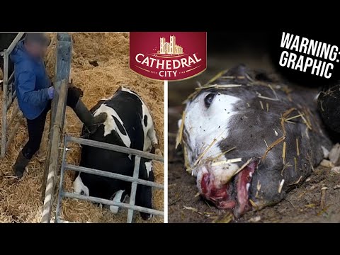 Blood Cheddar: Cathedral City Cheese Exposed (GRAPHIC WARNING)
