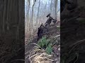 Little hill killing with the bouncer‼️🤟🏼 #Ky_Rc #2FMRC #Axial #rockbouncer #Vitavon #prolineracing