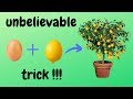 ☑️ φύτεμα λεμονιάς - lemon planting - how to - 🍋 - unbelievable trick 🌳