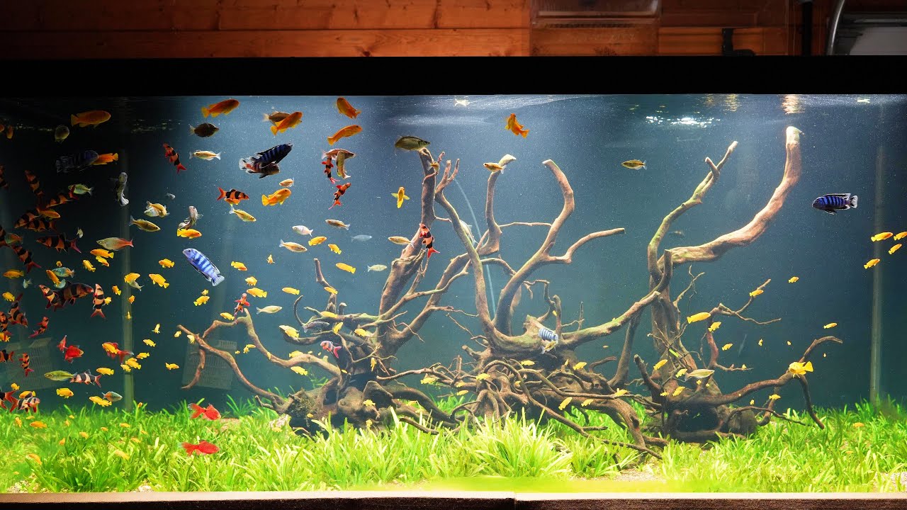 A tour around the fish room - talking shop