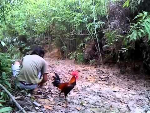  Cara Menangkap Ayam Hutan 3 YouTube