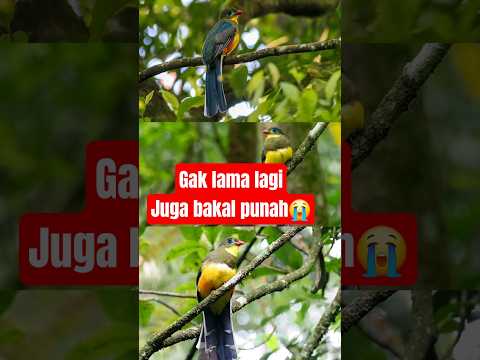 LUNTUR GUNUNG..BURUNG EKSOTIK ENDEMIK JAWA YANG TINGGAL BEBERAPA EKOR SAJA DI HUTAN