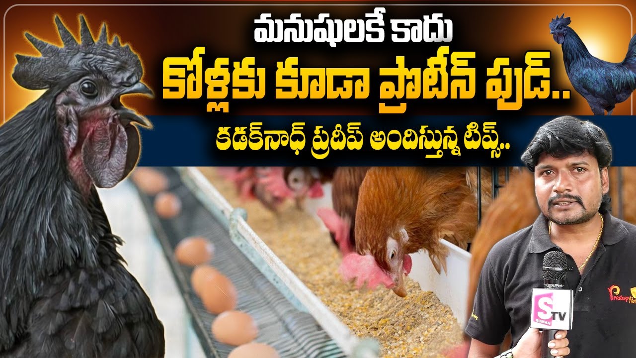 Kadaknath Poultry Farm Pradeep About Feeding To Hens | PRADEEP FARMS | 