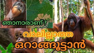 ഒറാങ്ങുട്ടാൻamazingnature amazingfactsmalayalam animals malayalam