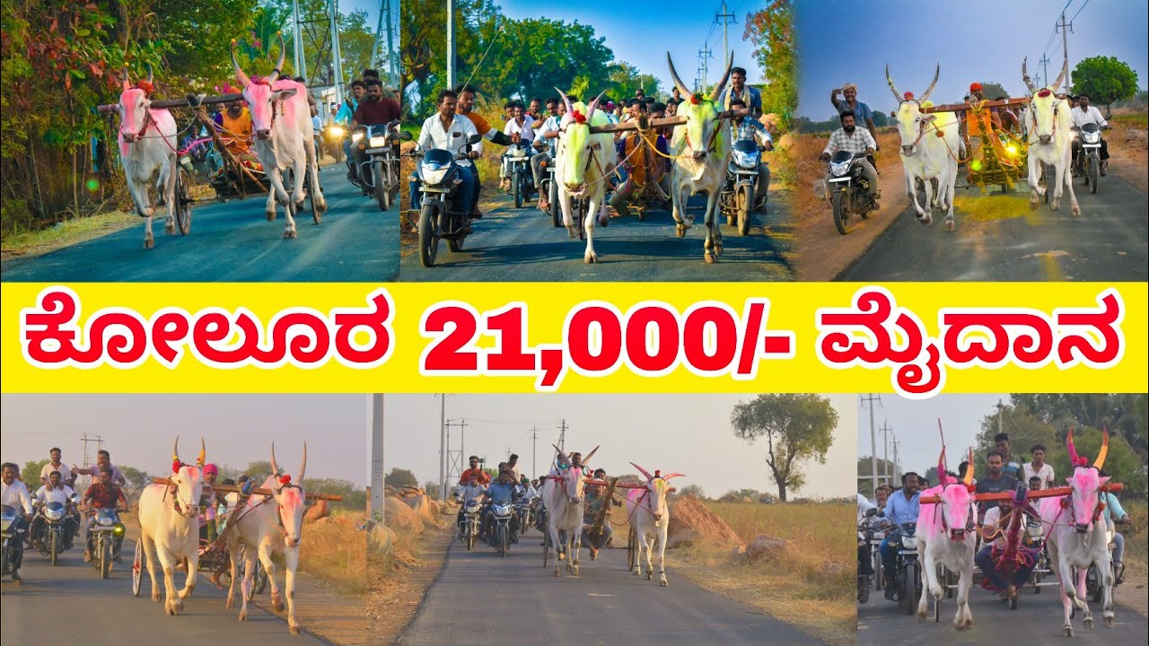 ಕೋಲೂರ 21,000/- ಜೋಡಿ ಎತ್ತಿನ ಓಟದ ಸ್ಪರ್ಧೆ |  Kolura maidan Full video .14-02-2026