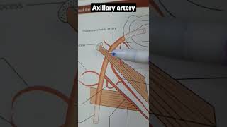 Axillary artery