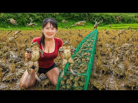 Catching 1,500+ Giant Frogs at Night to Sell at the Countryside Market | صيد 1500+ ضفدع عملاق ليلاً